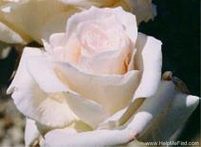 'Heaven ™' rose photo