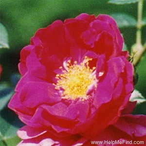 'Henry Kelsey' rose photo