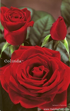 'Colinda ™' rose photo