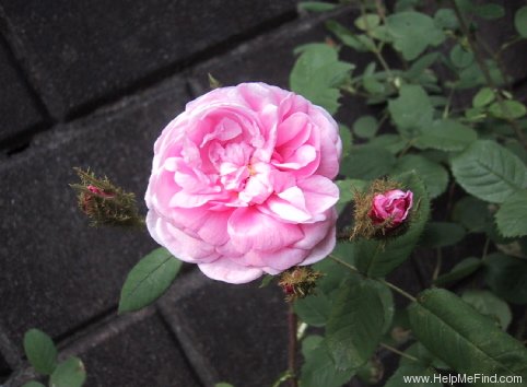 'Gloire Des Mousseux' rose photo