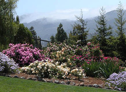 'Cass's Garden With Roses'  photo