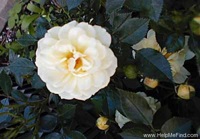 'Lexington' rose photo