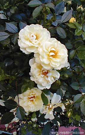 'Lexington' rose photo