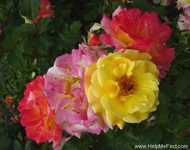 'Circus ® (florists' rose, Kordes, 1999)' rose photo