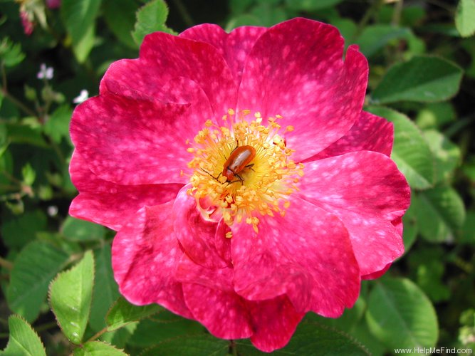 'Marbrée (Portland, Robert, 1858)' rose photo