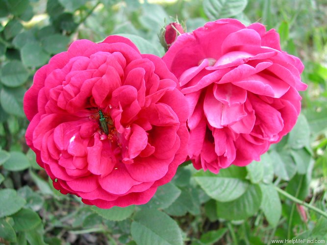 'Roi des Pourpres (syn. 'Rose du Roi à Fleurs Pourpres)' rose photo