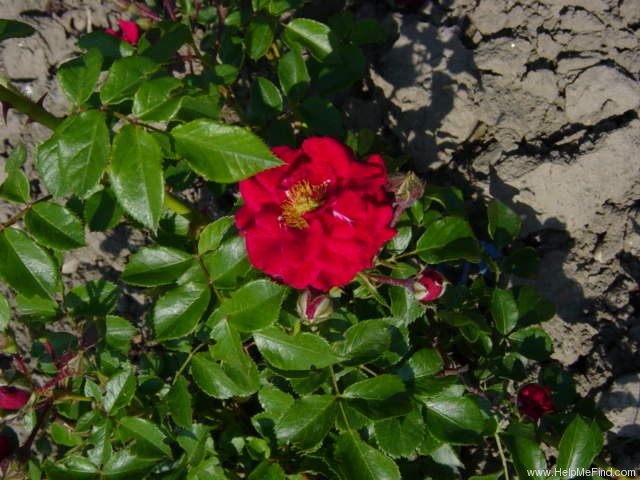 'Hello (miniature, Cocker, 1990)' rose photo