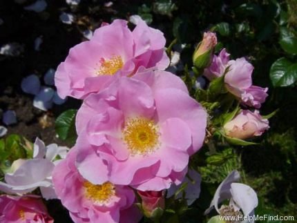 'Pink Robusta ®' rose photo