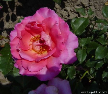 'Aubrey Wilcox' rose photo