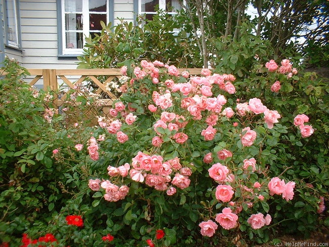 'Summerwind' rose photo