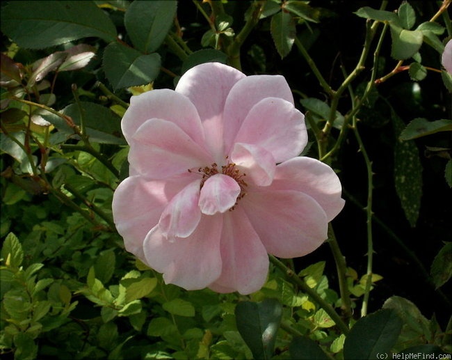 'Anne-Marie Laingx' rose photo