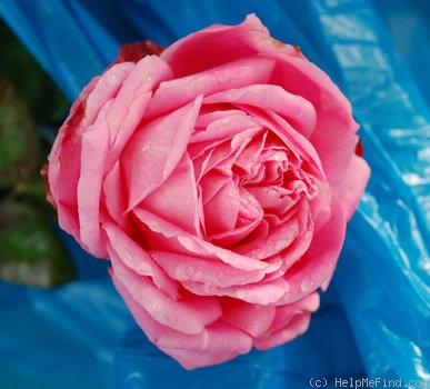'Eden Rose (hybrid tea, Meilland, 1949)' rose photo