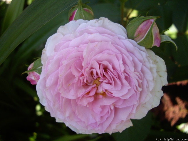 'James Galway' rose photo