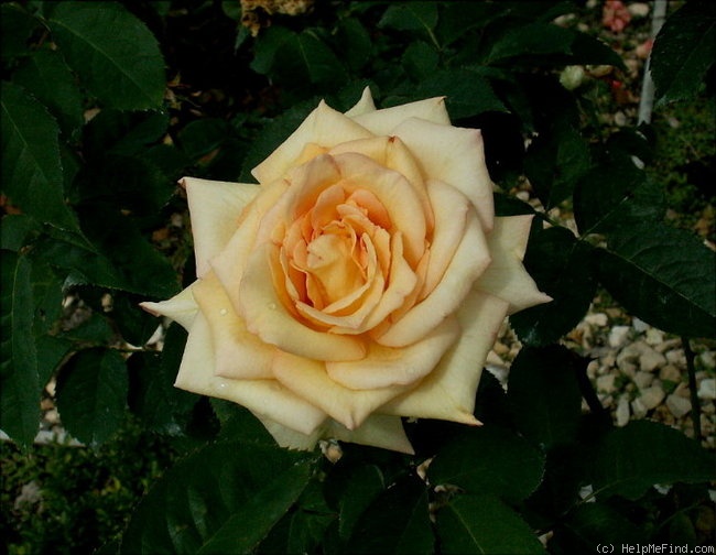 'Lijnbaanroos' rose photo