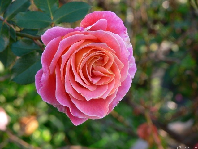 'Calico' rose photo