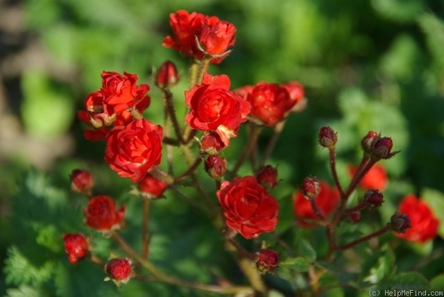 'Fireglow' rose photo