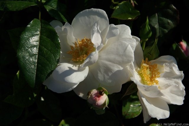 'Pearl Drift' rose photo