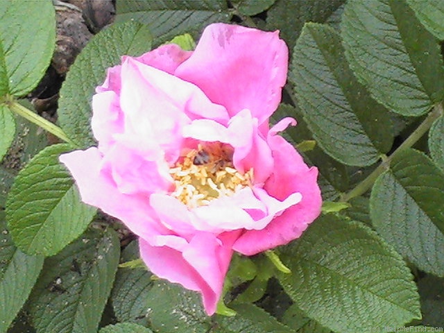 'Foxy Pavement' rose photo