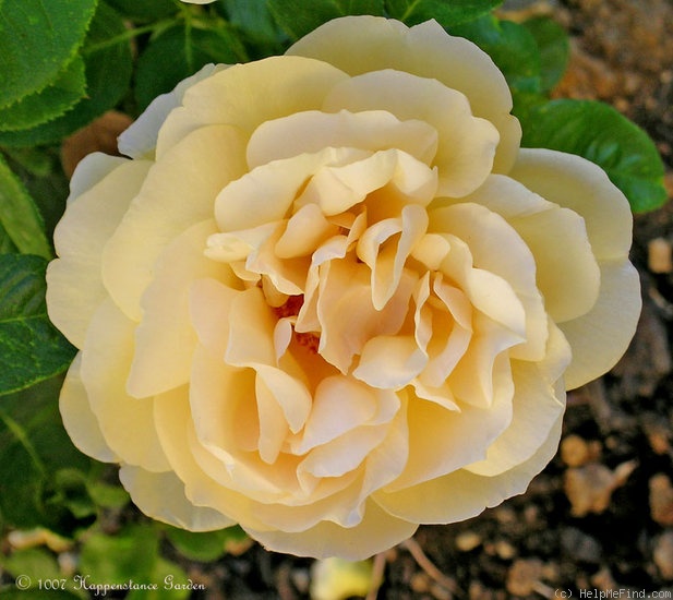 'Michelangelo ® (hybrid tea, Meilland before 1997)' rose photo