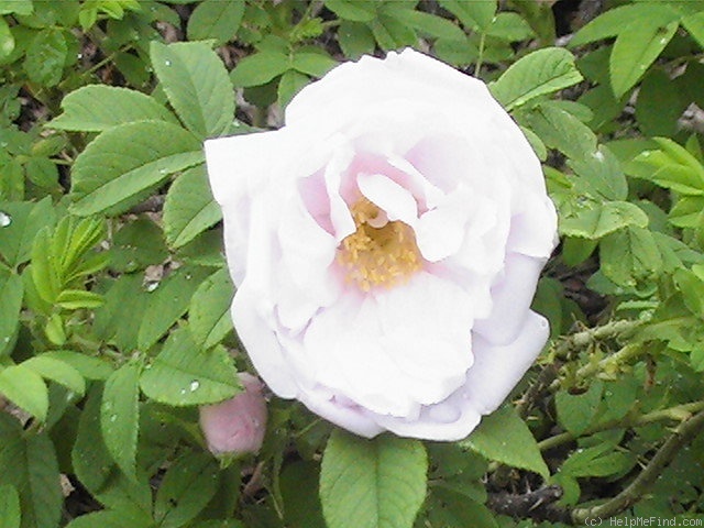 'Schneekoppe (Hybrid Rugosa, Baum, before 1984)' rose photo