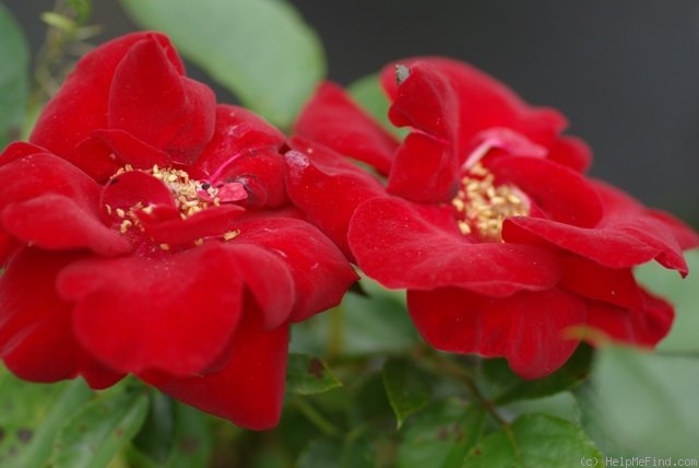 'Cappa Magna ®' rose photo