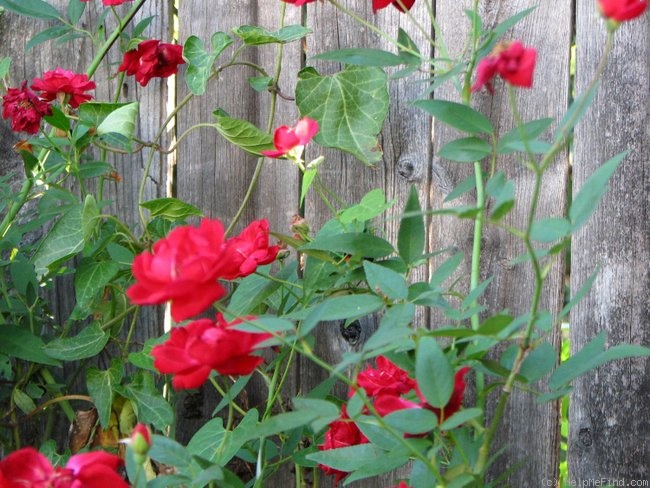 'White Pearl in Red Dragon's Mouth' rose photo