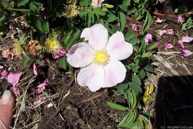 '<i>Rosa arkansana</i> Porter' rose photo