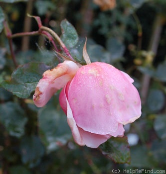 'Mrs. Henry Bowles, Cl.' rose photo