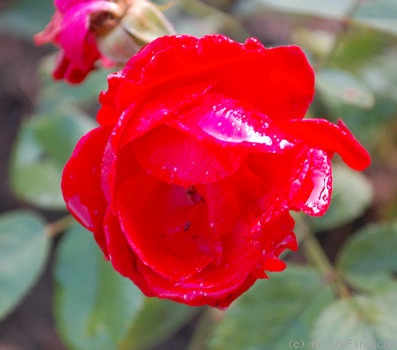 'Mamaia' rose photo