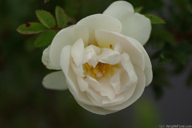'Burnet Double White' rose photo