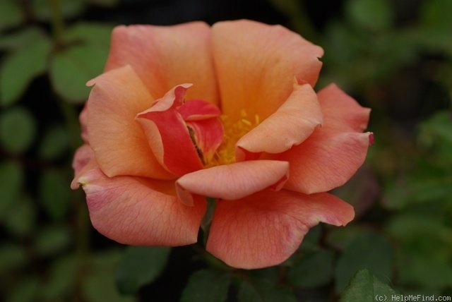 'Pomona' rose photo