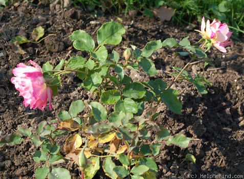 'Wildwood' rose photo