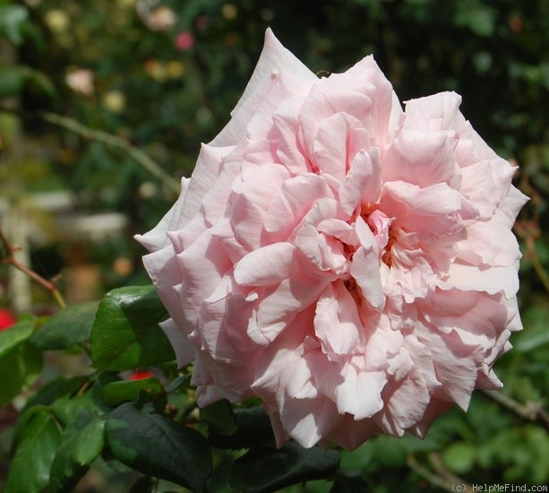 'Lady Medallist' rose photo