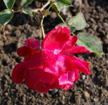 'Johanniszauber' rose photo