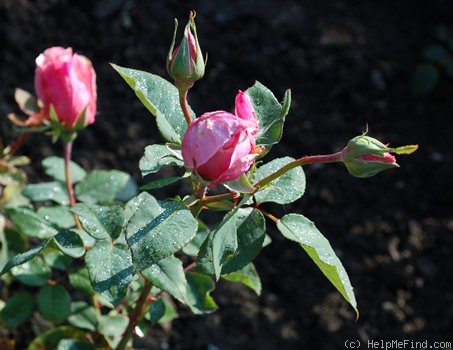'Alsace (hybrid tea, Meilland, 1946)' rose photo