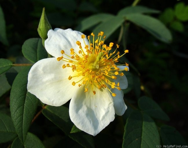 'La Mortola' rose photo