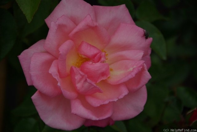 'Dancing Queen (climber, Fryer, 2004)' rose photo