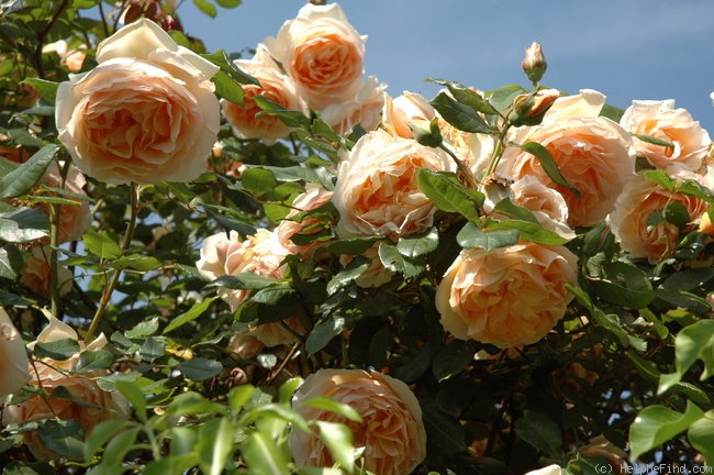 'Jocelyne Salavert ®' rose photo
