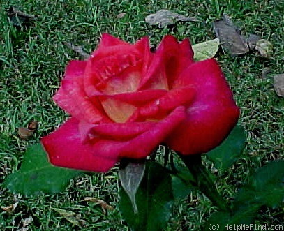 'The Guthrie Rose' rose photo