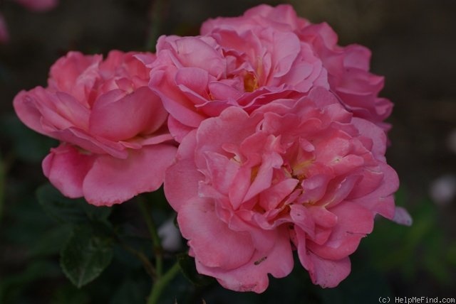 'Mein Schöner Garten ®' rose photo