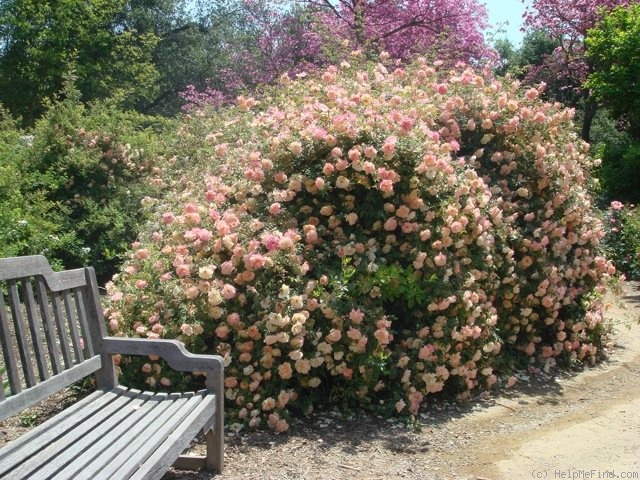 'Fortune's Double Yellow' rose photo