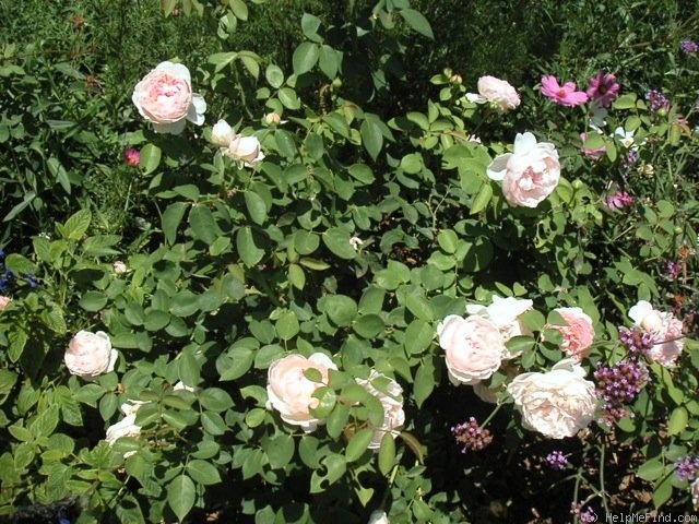 'Lilac Rose (English rose, Austin 1990)' rose photo