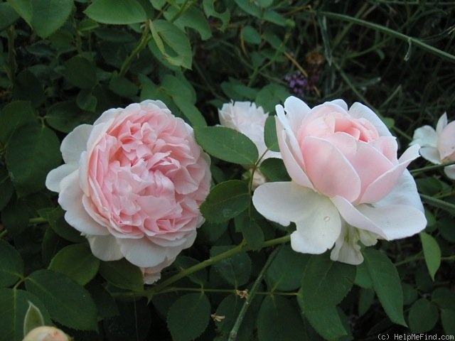 'Lilac Rose (English rose, Austin 1990)' rose photo