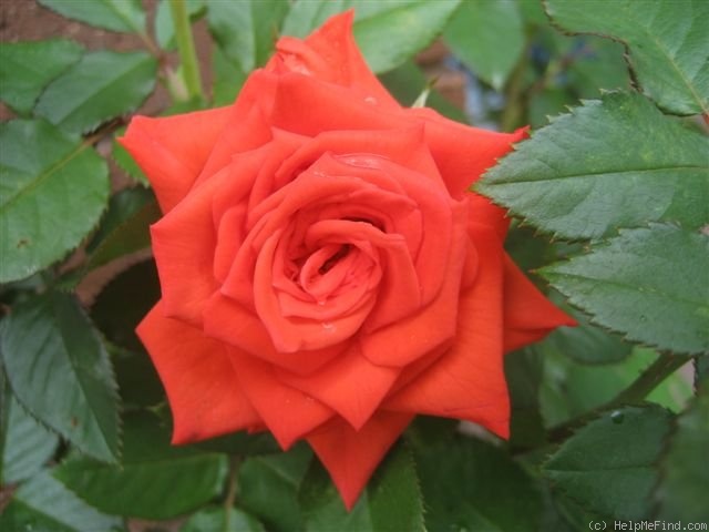 'Calibra ®' rose photo