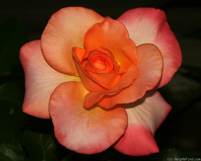 'Summer of Love (hybrid tea, Zary, 2009)' rose photo