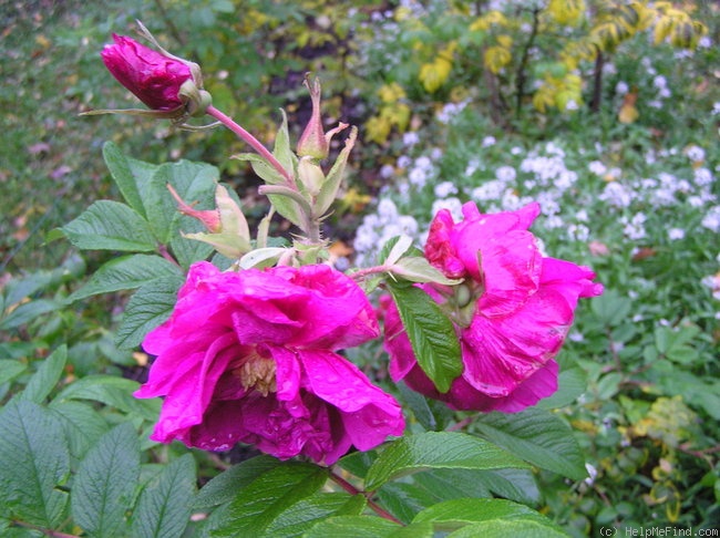 'Pierette Pavement' rose photo