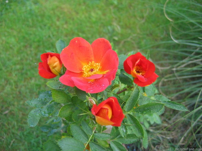 '<i>Rosa foetida</i> var. <i>bicolor</i> Willmott' rose photo