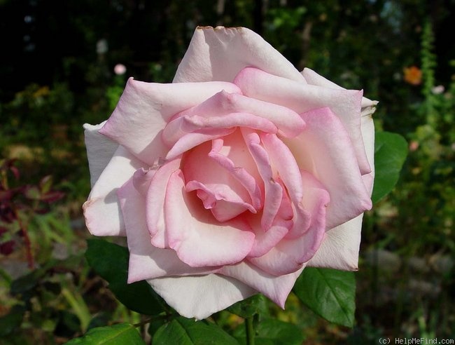 'Cajun Signature' rose photo