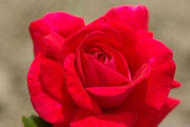 'Malaga (hybrid tea)' rose photo
