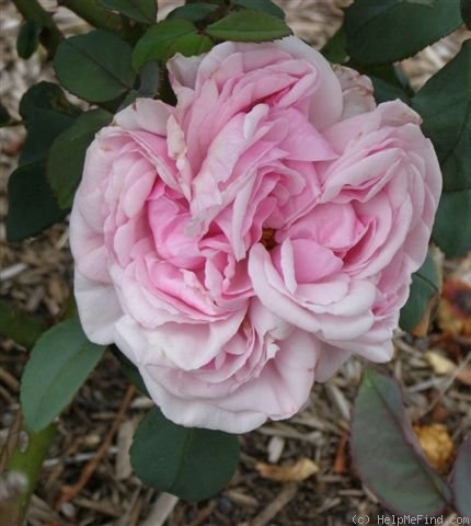 'Madame Moser' rose photo
